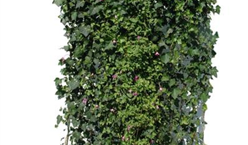 Hecke am laufenden Meter® COLOR