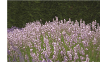 Lavendel