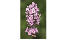 Lavendel