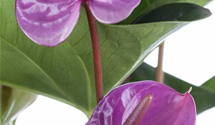 Flamingoblume 'KARMA Purple'