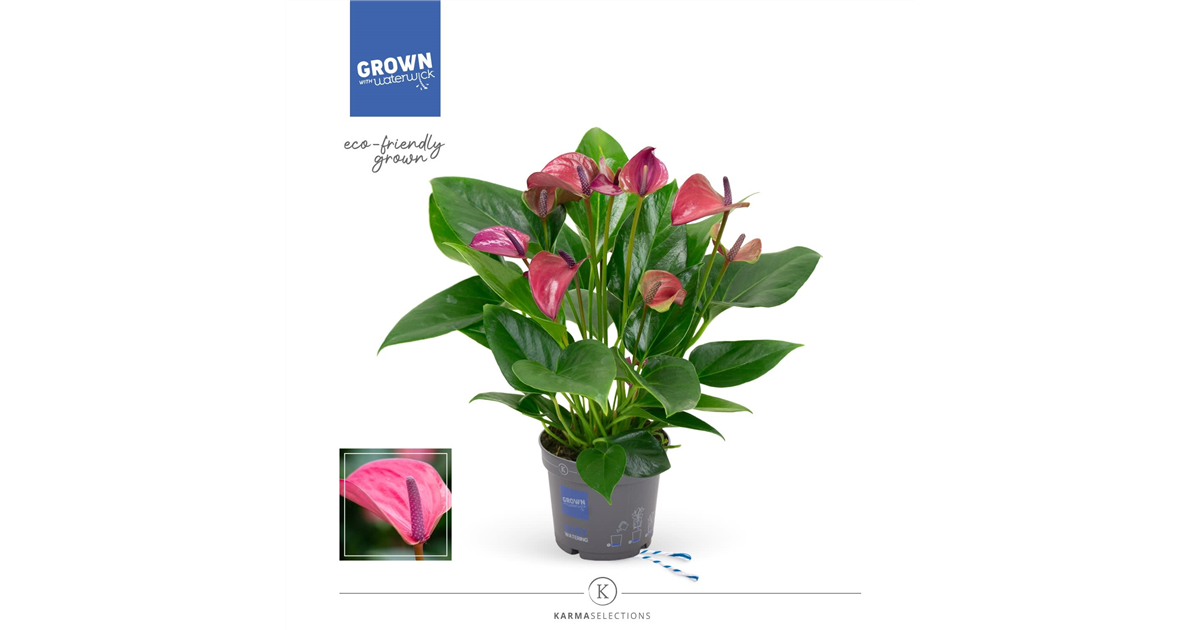 Flamingoblume 'KARMA Purple'