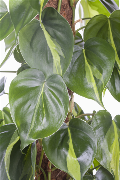 Philodendron