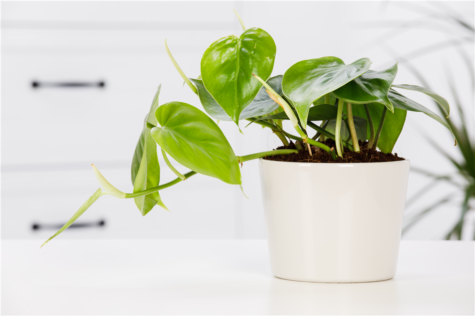 Philodendron