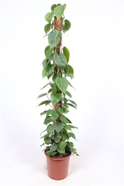 hourglass plant pot Aged Hourglass Planter main image 0