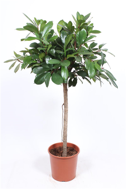 monstera deliciosa origin Monstera Deliciosa – Swiss Cheese Plant main image 0