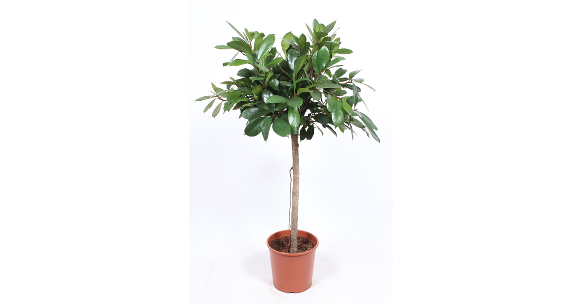 Verzweigter Gummibaum