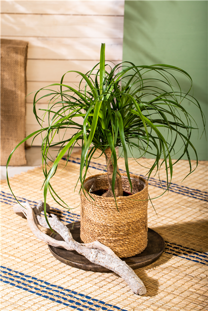 fensterblatt pflanze kaufen Monstera deliciosa 'Thai Constellation' Mini main image 1