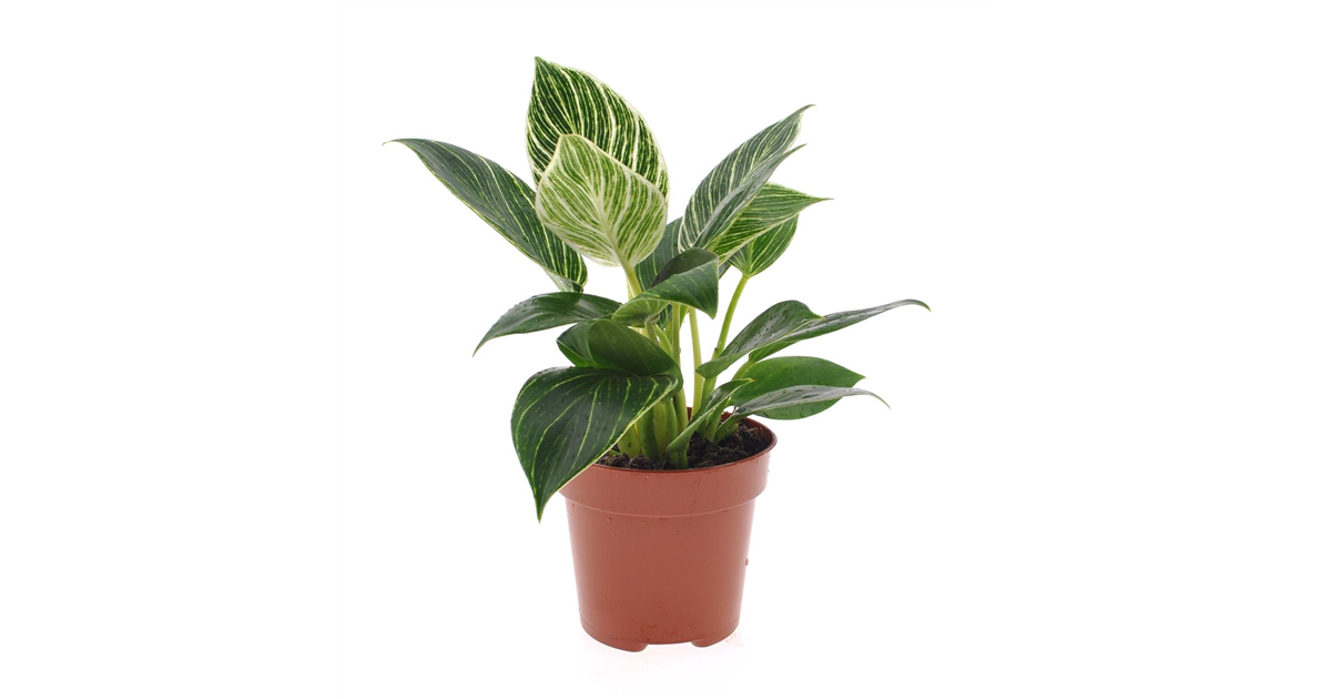 Philodendron 'White Wave'
