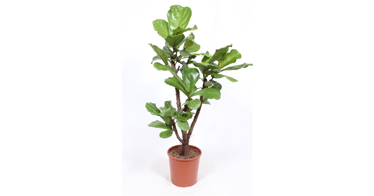hedera zimmerpflanze Efeu Hedera Helix Wonder - Pflanzen sicher zu dir nach Hause