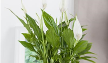 Spathiphyllum floribundum
