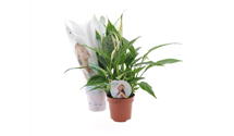 Spathiphyllum floribundum