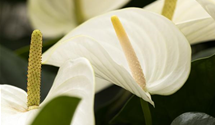 Anthurium x andreanum 'KARMA Lime Vanilla'