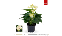 Anthurium x andreanum 'KARMA Lime Vanilla'