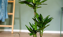 efeu wonder Efeu, Hedera helix 'Wonder'