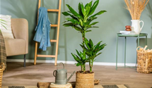 Drachenbaum 'Janet Lind'