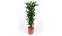 Drachenbaum 'Janet Lind'