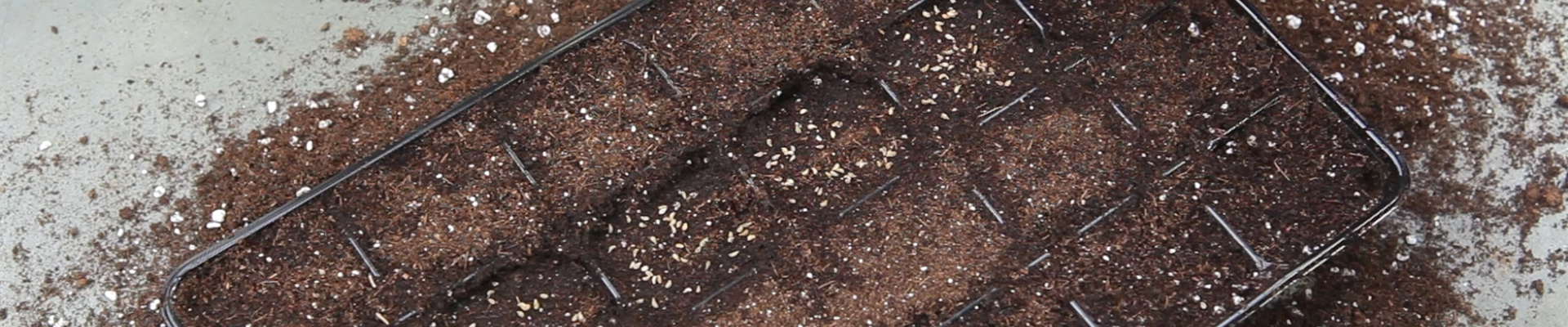 Petersilie - Aussäen von Samen (thumbnail) Petersilie - Aussäen von Samen (thumbnail)