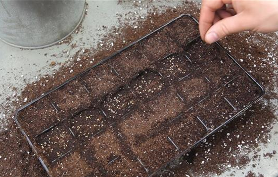 Petersilie - Aussäen von Samen Petersilie - Aussäen von Samen