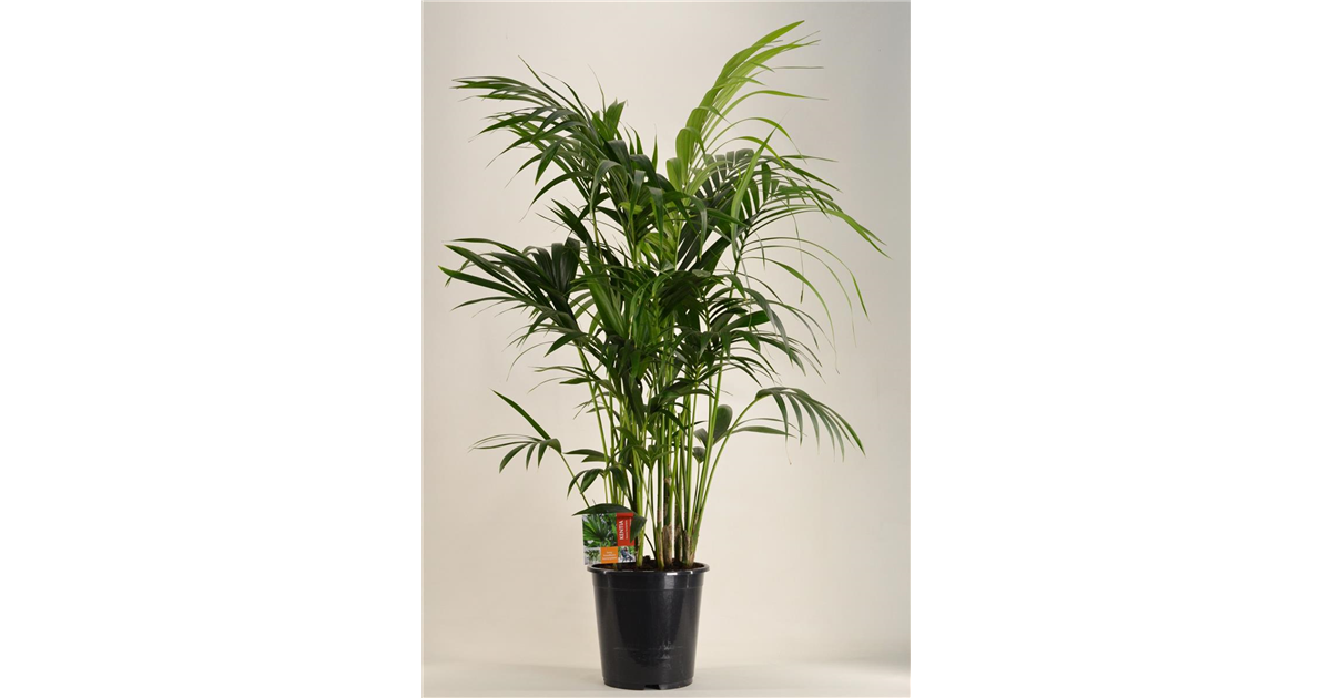 monstera peru kaufen Monstera Karstenianum - Monstera Peru