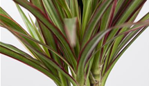 Dracaena marginata 'Bicolor'