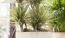 Dracaena marginata 'Bicolor'