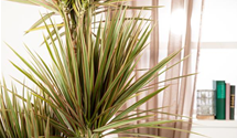 Dracaena marginata 'Bicolor'