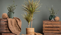 Dracaena marginata 'Bicolor'