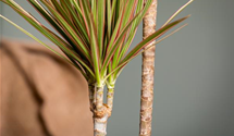 Dracaena marginata 'Bicolor'