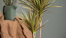 Dracaena marginata 'Bicolor'