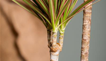 Dracaena marginata 'Bicolor'