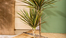 Dracaena marginata 'Bicolor'
