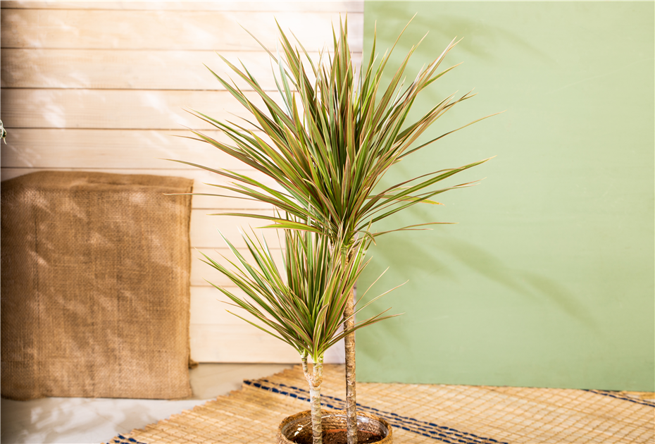 dracaena mix plant Dracaena Growing Soil Mix – Custom Soil Blend – Potting Mix for Dracaena Plants – Specially Developed by and for Professional Nursery Growers - main image 0