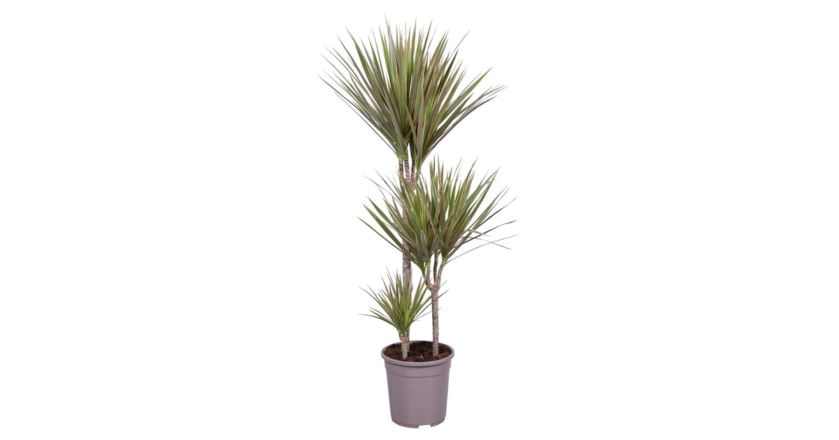 Drachenbaum 'Bicolor'
