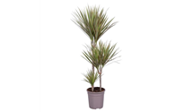 Dracaena marginata 'Bicolor'