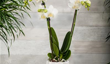 Phalaenopsis Kolibri 'Amabilis'