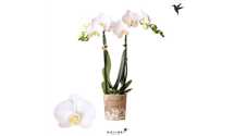 Phalaenopsis Kolibri 'Amabilis'