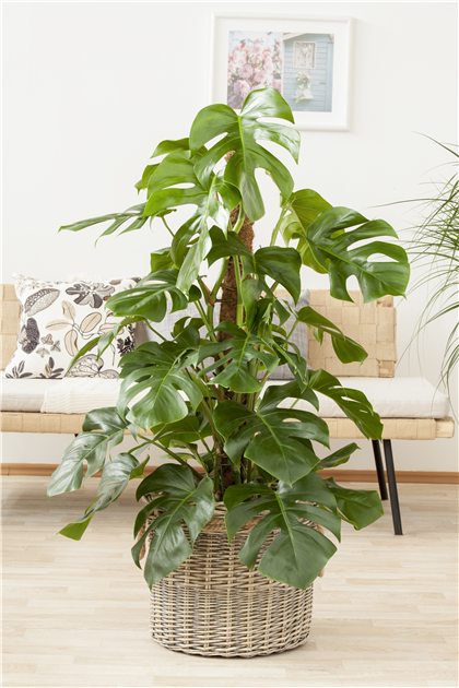 ohrringe monstera blatt Tropische Pflanzen Ohrringe - 925 Sterling Silber Monstera Blatt Ohrhänger