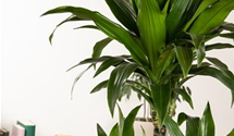 Dracaena steudneri 'Green'