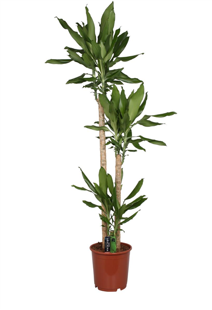 geigenfeige schdlinge Ficus Lyrata  Fico a foglia di violino  30-130 cm - 12cm
