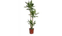Dracaena steudneri 'Green'