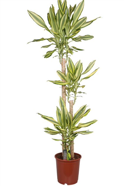 Drachenbaum 'Yellow Coast'