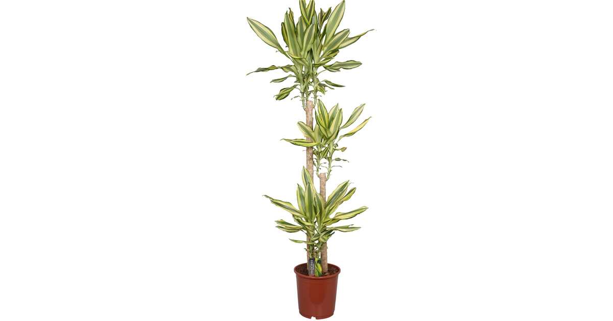 Drachenbaum 'Yellow Coast'