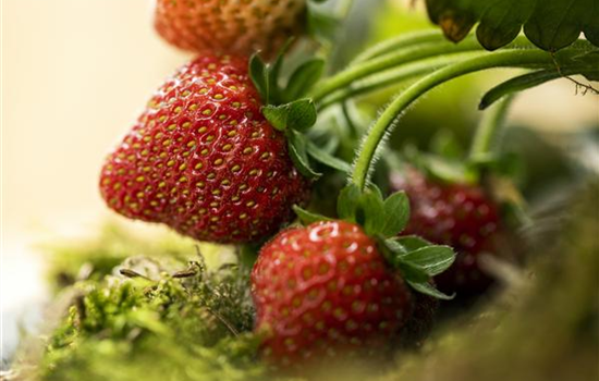Erdbeeren – rot, rund und richtig lecker! Erdbeeren – rot, rund und richtig lecker!