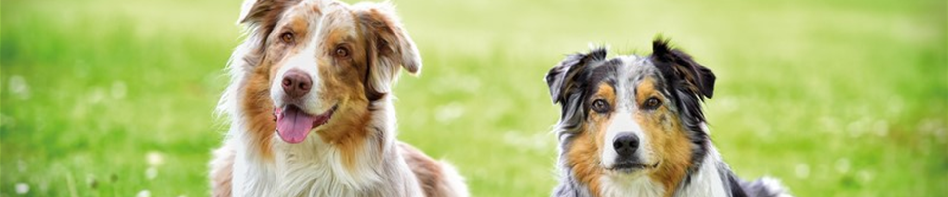 ZOO & Co. Imagemotiv Hund_129642_ZOO&Co_SAGAFLOR_AG-Web (Groß)