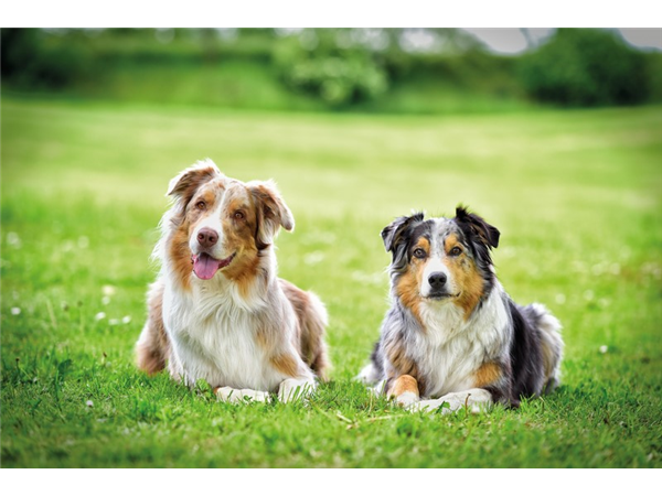 Goslar: Auszubildende (m/w/d) im Zoo