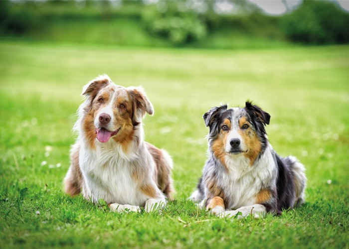 Goslar: Auszubildende (m/w/d) im Zoo