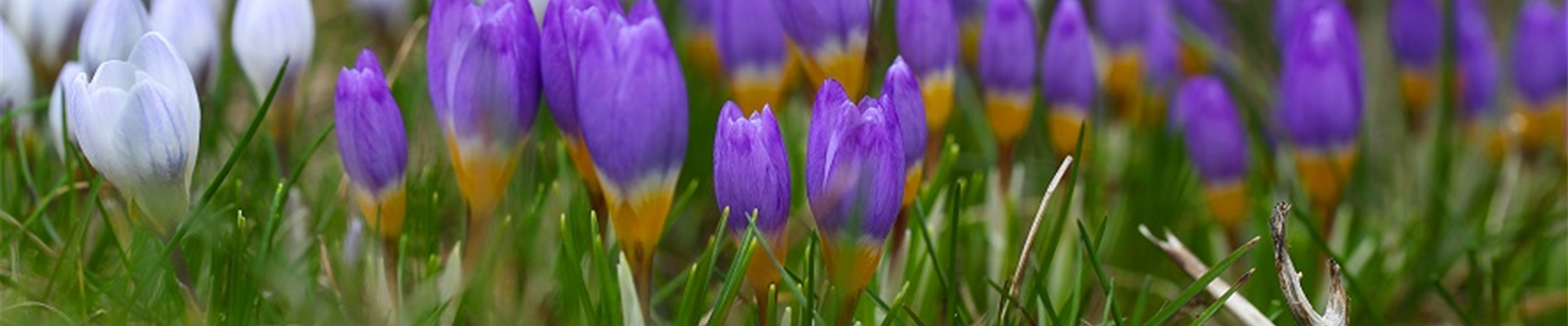 Crocus Crocus