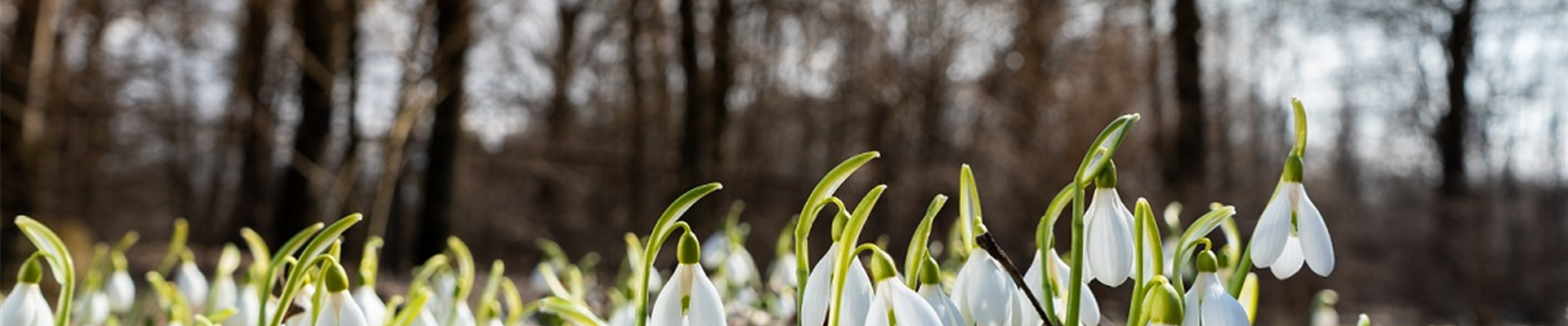 Schneeglöckchen