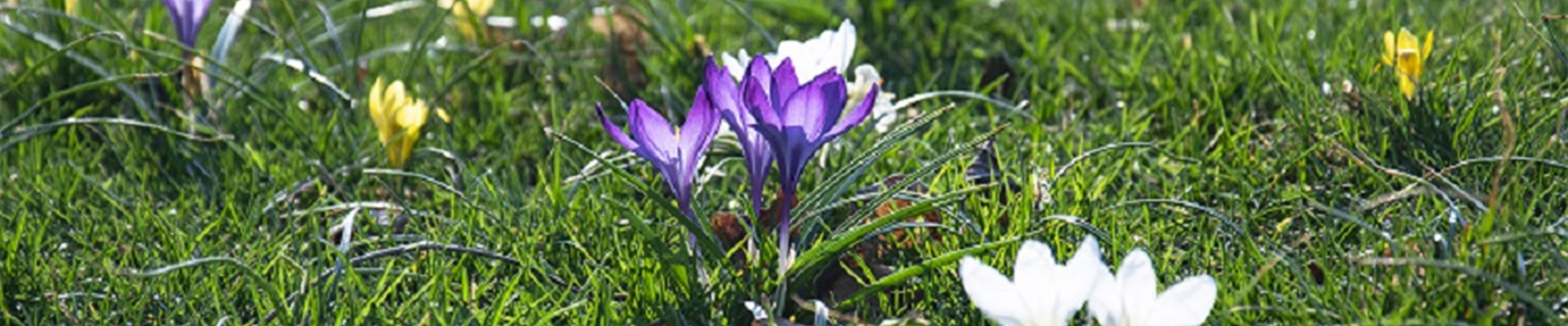Crocus 2