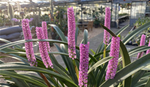 Arpophyllum spicatum